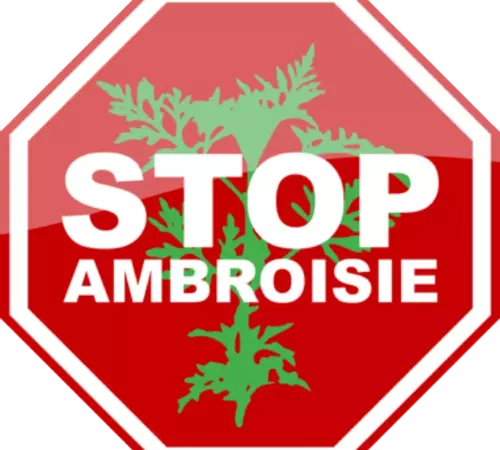 Stop ambroisie